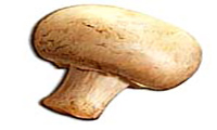 Recipe For Mushroom Stew